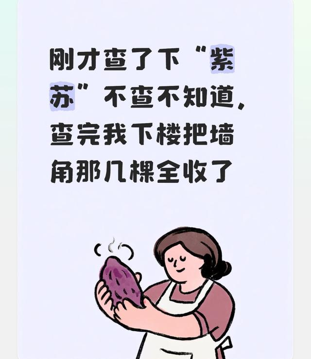 刚才查了下“紫苏”不查不知道,查完我下楼把墙角那几棵全收了